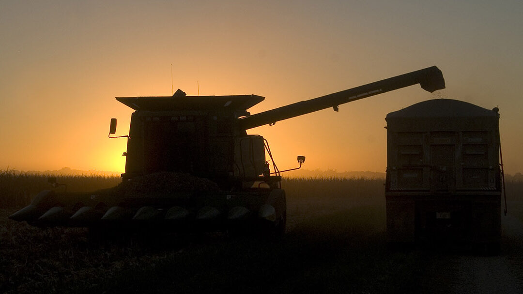 Kentucky Corn Crop Report