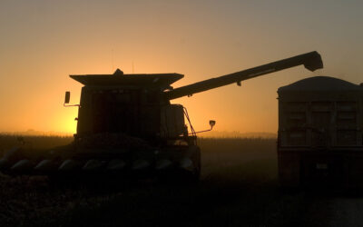 Kentucky Corn Crop Report