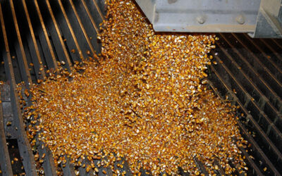 2017 Kentucky Corn Yield Contest Results