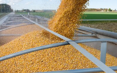 2017 Average Kentucky Corn Yield Breaks Records