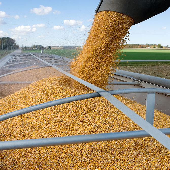 2017 Average Kentucky Corn Yield Breaks Records