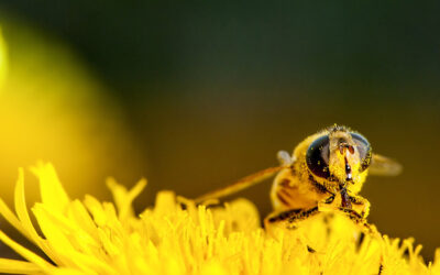 Corn Growers Encourage Pollinator-Friendly Practices