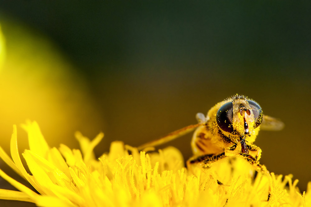 Corn Growers Encourage Pollinator-Friendly Practices