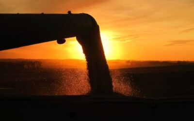 USDA-NASS Updates Yield Forecast for Corn