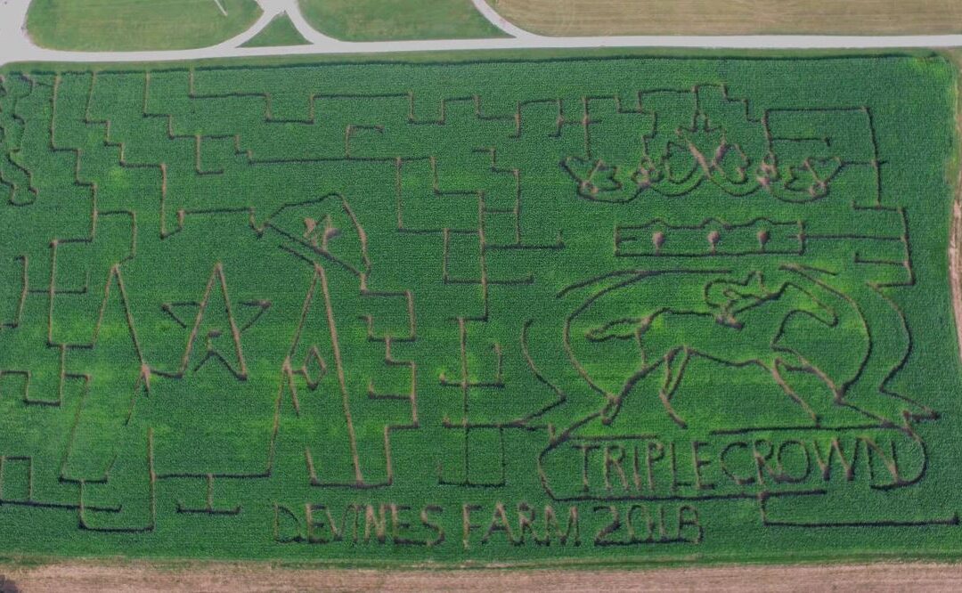 Devine’s Corn Maze is Big Hit