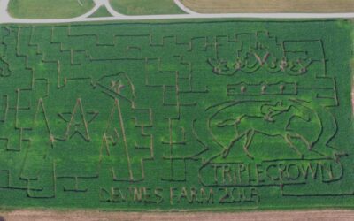 Devine’s Corn Maze is Big Hit