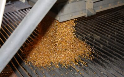 Kentucky Corn Yield May Set a Record