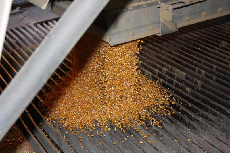 Kentucky Corn Yield May Set a Record