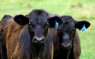 NCGA-USMEF Study Highlights the Value to Corn Producers Through Red Meat Exports