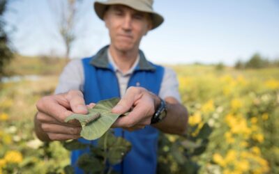 Farmers and Monarchs: Perfect Together