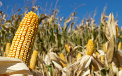 2017 Ag Census Gives Updated Snapshot of Kentucky and US Corn