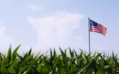 Kentucky Corn Acreage Up From Last Year