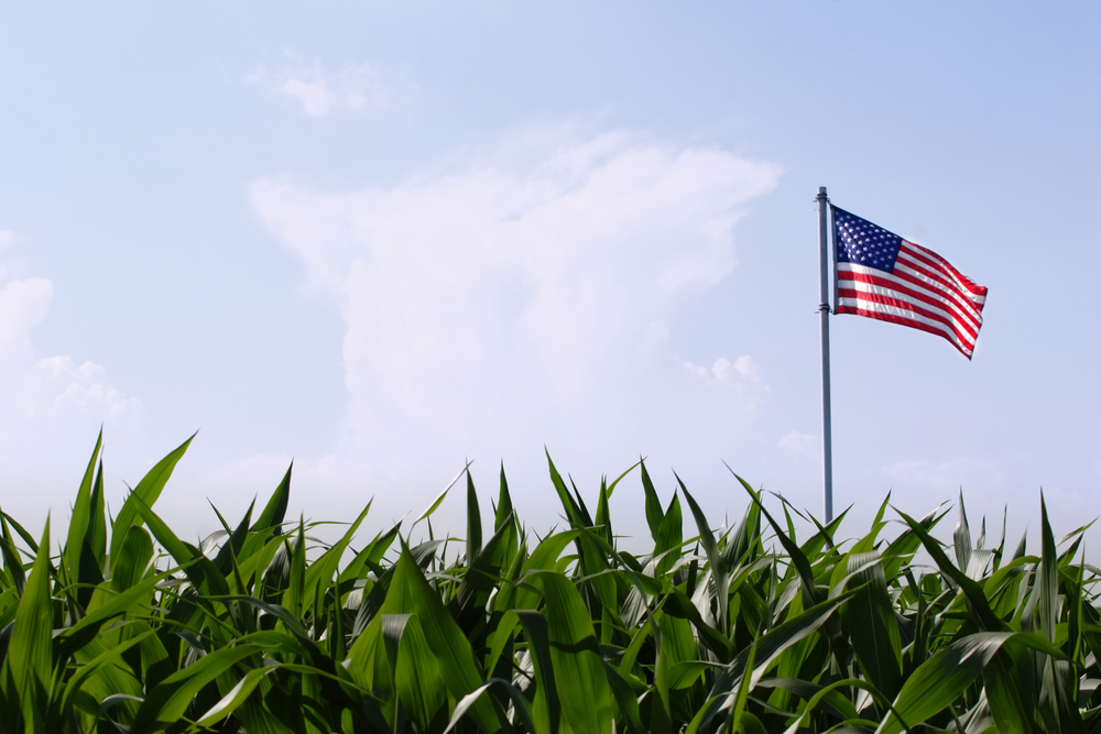 Kentucky Corn Acreage Up From Last Year