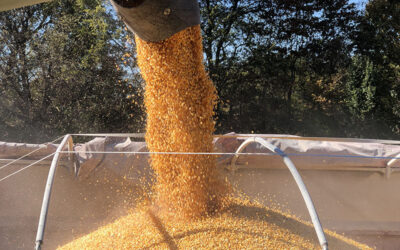 Record Corn Crop for Kentucky?