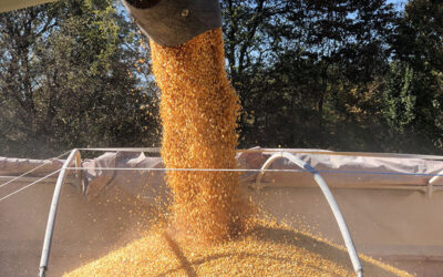 Crop Production Report Shows Strong Corn and Soybean Yields