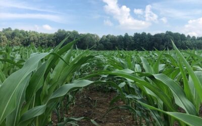 Research Report: Corn Starter Impacts Early Season Plant and Soil Properties