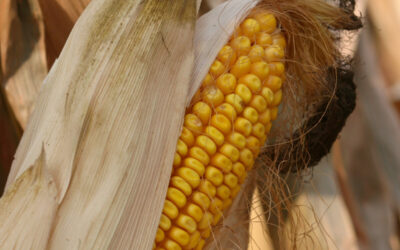 National Corn Yield Contest Winners Announced