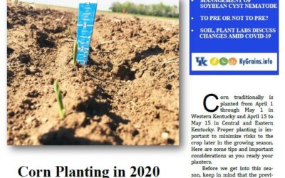 Corn and Soybean News – Latest Issue