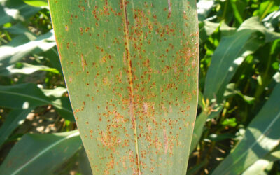 Southern Rust Confirmed in Kentucky