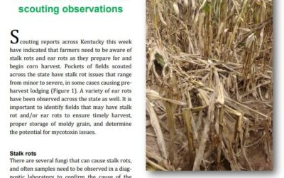 September Issue of Corn and Soybean News