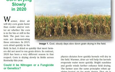 Corn and Soybean News – October Issue