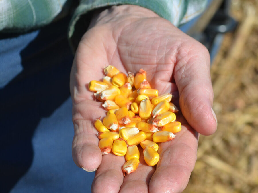 Congress Reauthorizes U.S. Grain Standards Act
