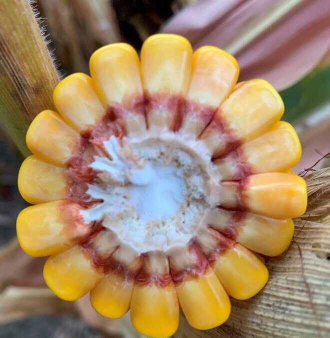 2020 Corn Yield Contest Winners Announced