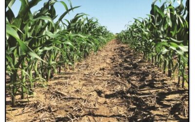 2020 University of Kentucky Corn Research Report