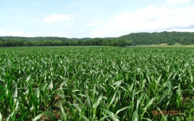 New Study: Corn Ethanol Can Achieve Net-Zero Carbon Emissions Well Before 2050