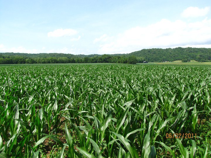 New Study: Corn Ethanol Can Achieve Net-Zero Carbon Emissions Well Before 2050