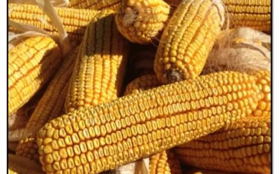 2021 UK Corn Science Research Report