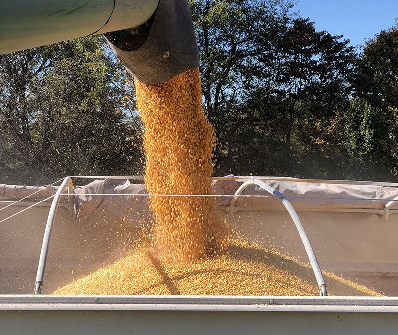 Kentucky Corn Yield Forecast Lower