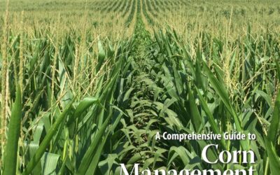 Corn Management in Kentucky Extension Publication Updated