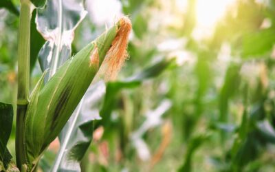 A Brief Check-In from Kentucky Corn Growers Association