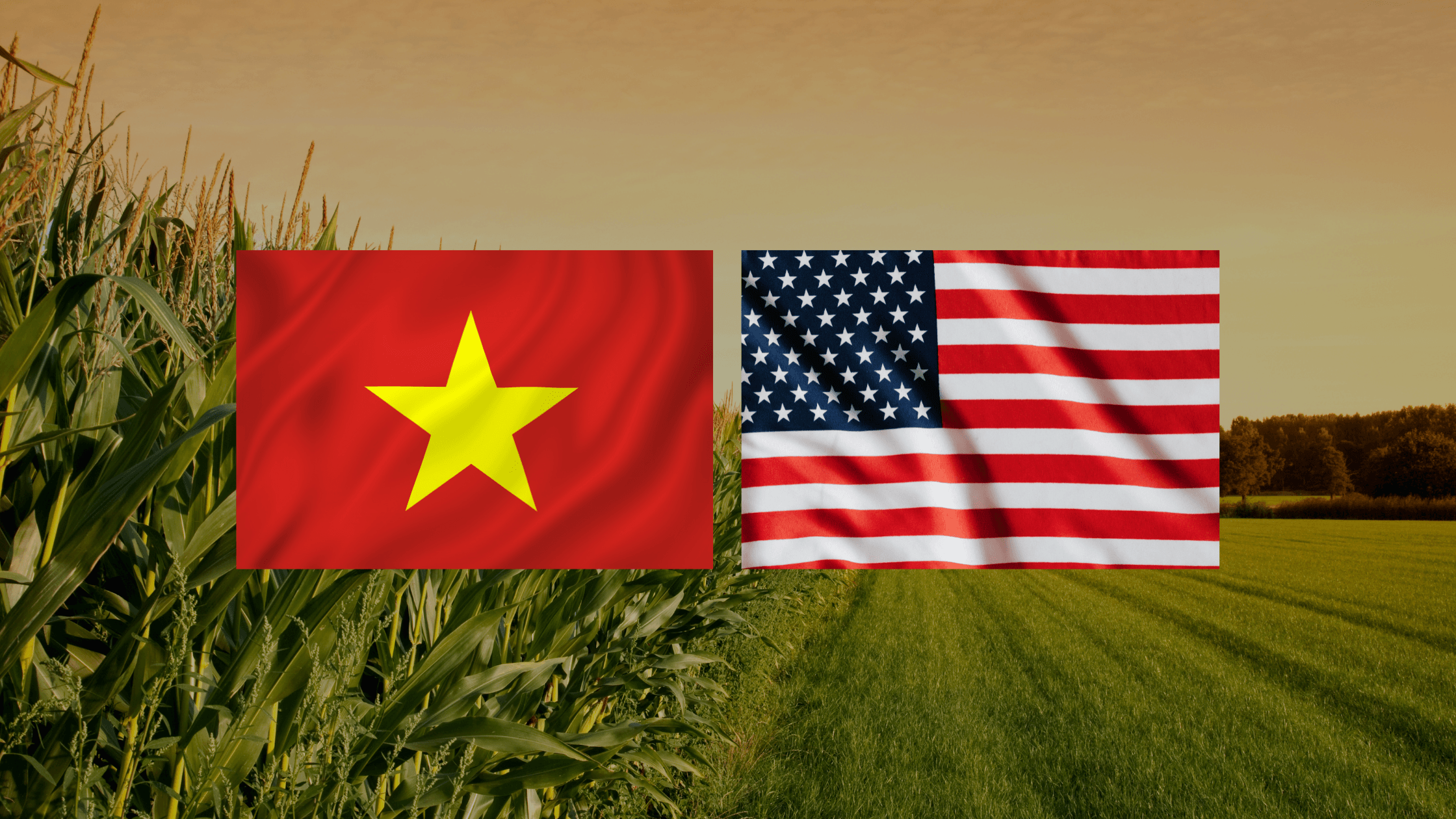 Vietnam and American flag together amongst corn field backdrop