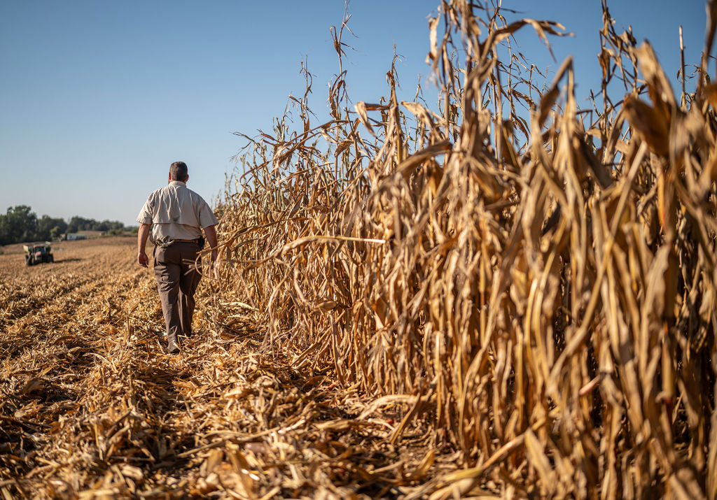 farmer walking along corn field ready for harvest