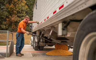 Results for 2025 Kentucky Extension Corn Yield Contest Announced