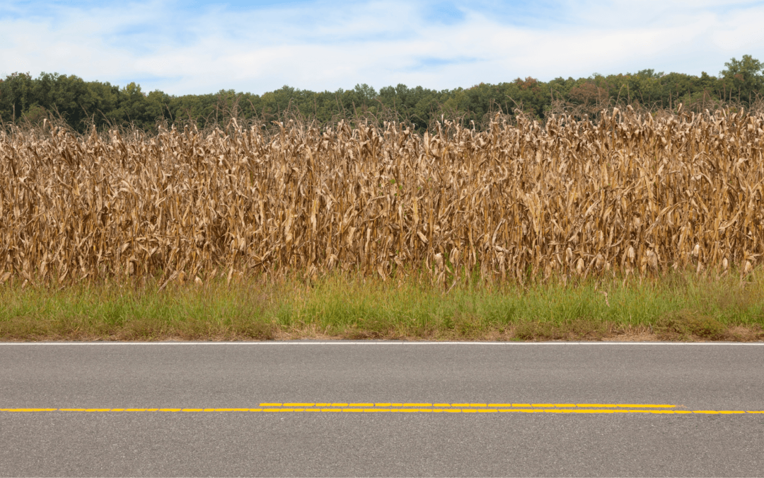 cornfield next to road