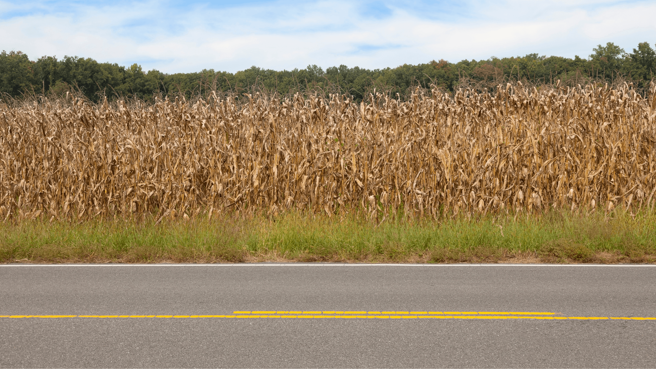 cornfield next to road
