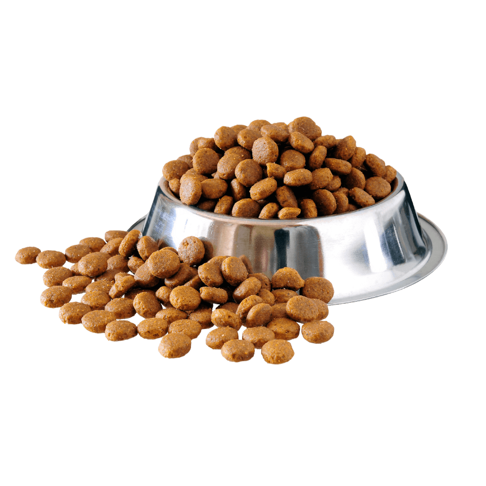 bowl of pet food