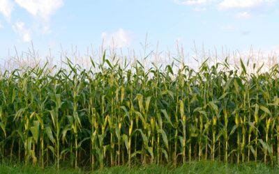 KY Corn Announces New CORE Class