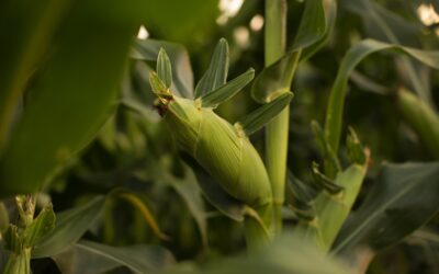 Corn Grower Advocacy Drives Science-Based Wins in MAHA Commission Report