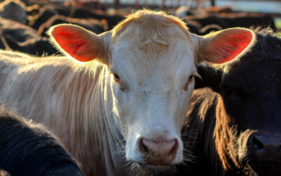 Kentucky Corn Celebrates Inaugural Kentucky Beef Month