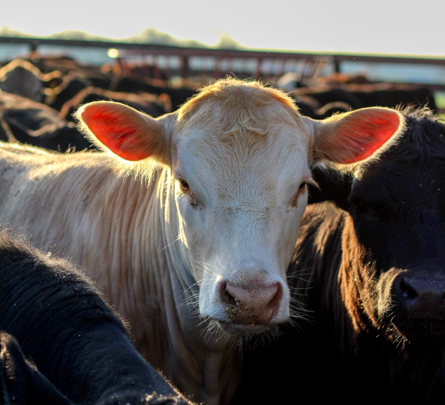 A white cow looks at the camera.