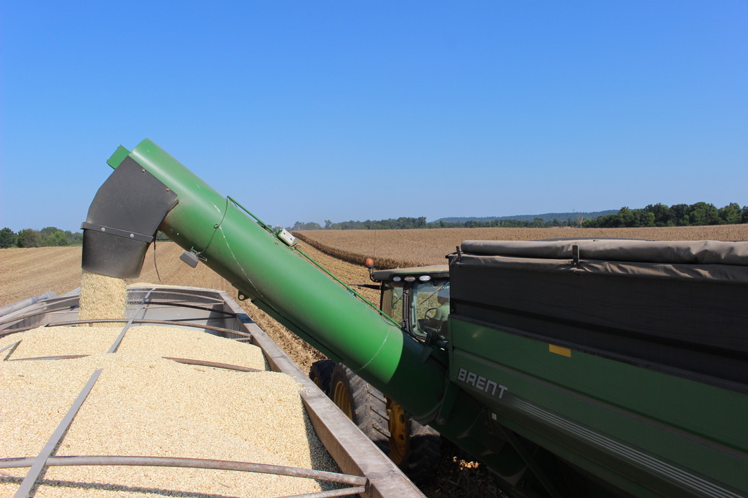 corn-harvest-whitecorn-2026-graincart