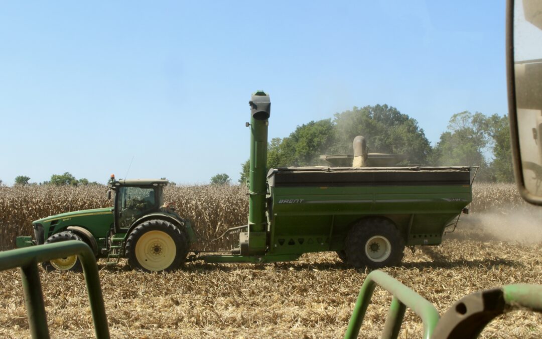 Grain cart in a corn field.